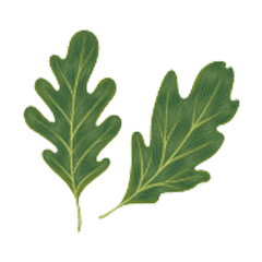 Illustration of two oak leaves