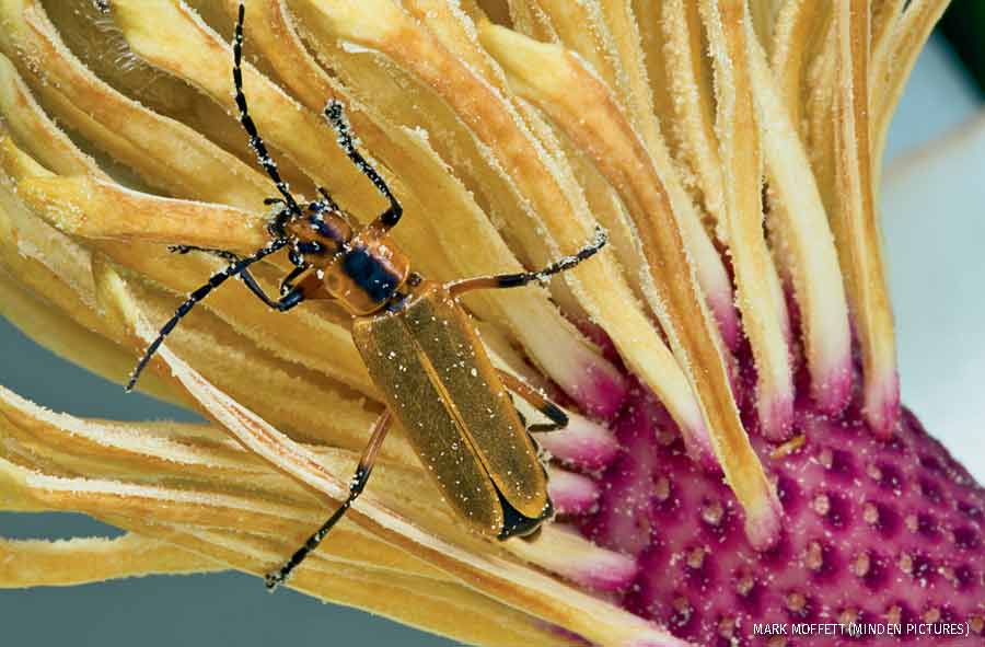 Soldier Beetle feeding on Southern Magnolia flower nectar