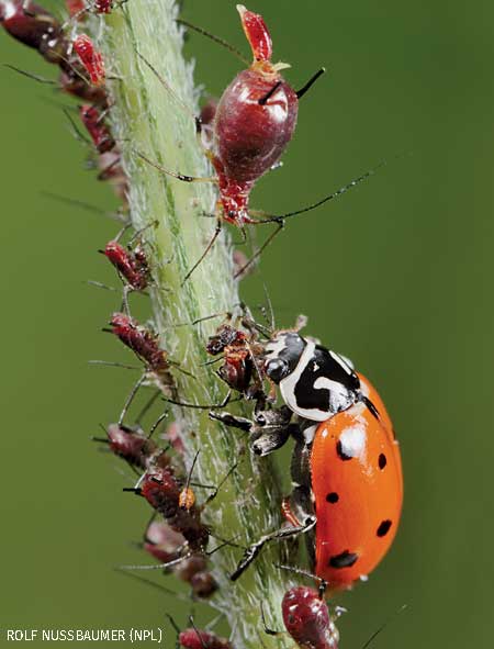 Convergent Ladybug adult eating Aphids