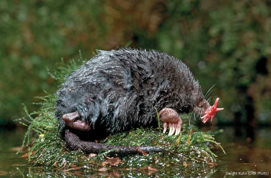 Star nosed Mole Behold A Neurological Wonder