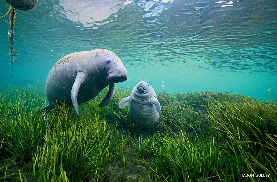 19 Manatee Facts For Kids That You Won t Believe Facts For Kids
