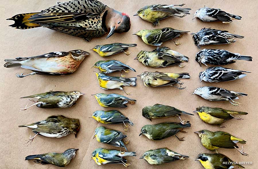 An image of dead birds found at the World Trade Center.