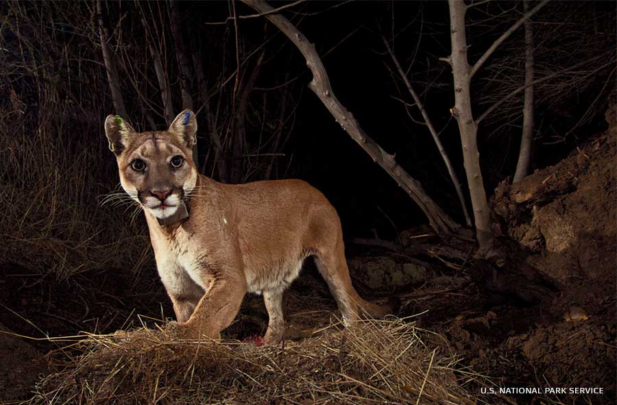 An image of P-35 Mountain Lion at one of her deer kill cache sites.