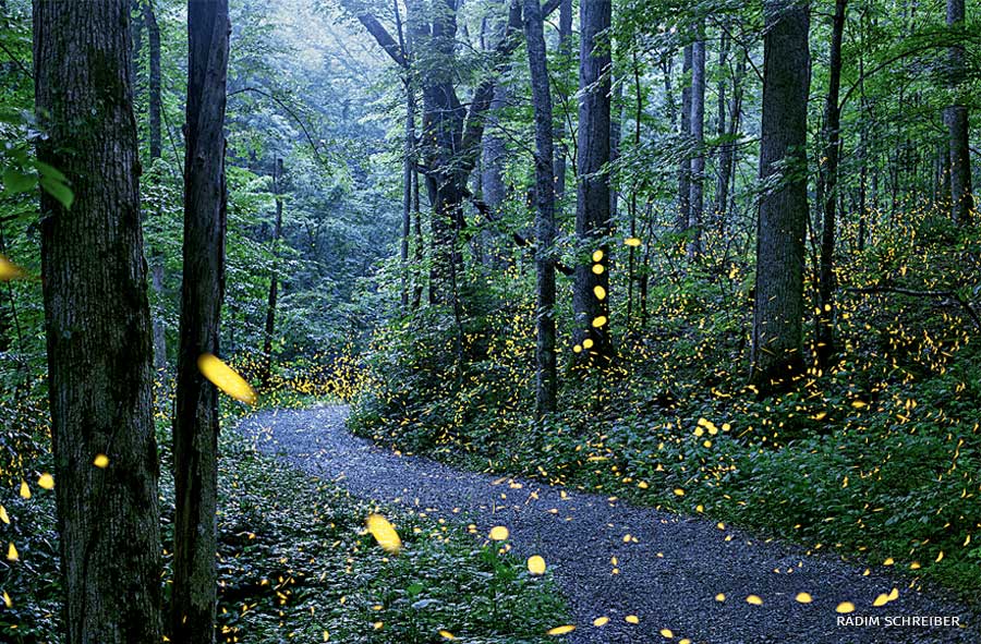An image of fireflies on a forest path.