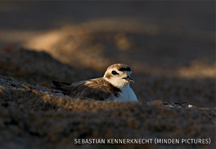 An image of a Snowy Plover female incubating.