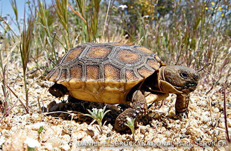 An image of a baby desert tortoise walking.