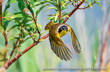 An image of a common yellowthroat at Lacassine Wildlife Refuge.