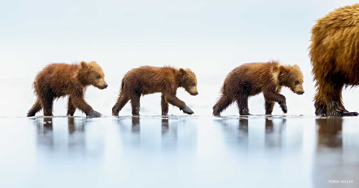 2023 National Wildlife Photo Contest Winners - Vimarsana News
