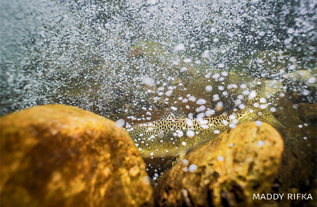 An image of a Chinook salmon hiding in a bubble curtain.