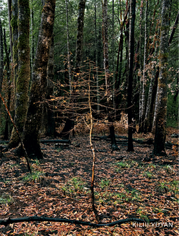 An image of a dead Douglas fir sapling.