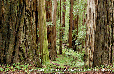 An image of a coastal giant redwood forest.