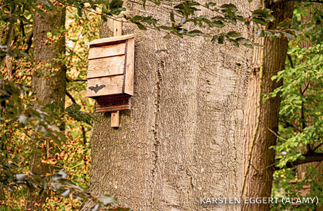 An image of a bat box hanging from a tree.