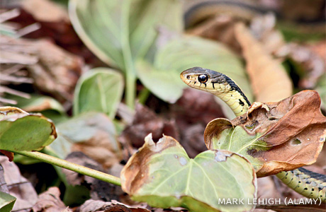 An image of a common garter snake peeking out from leaves.