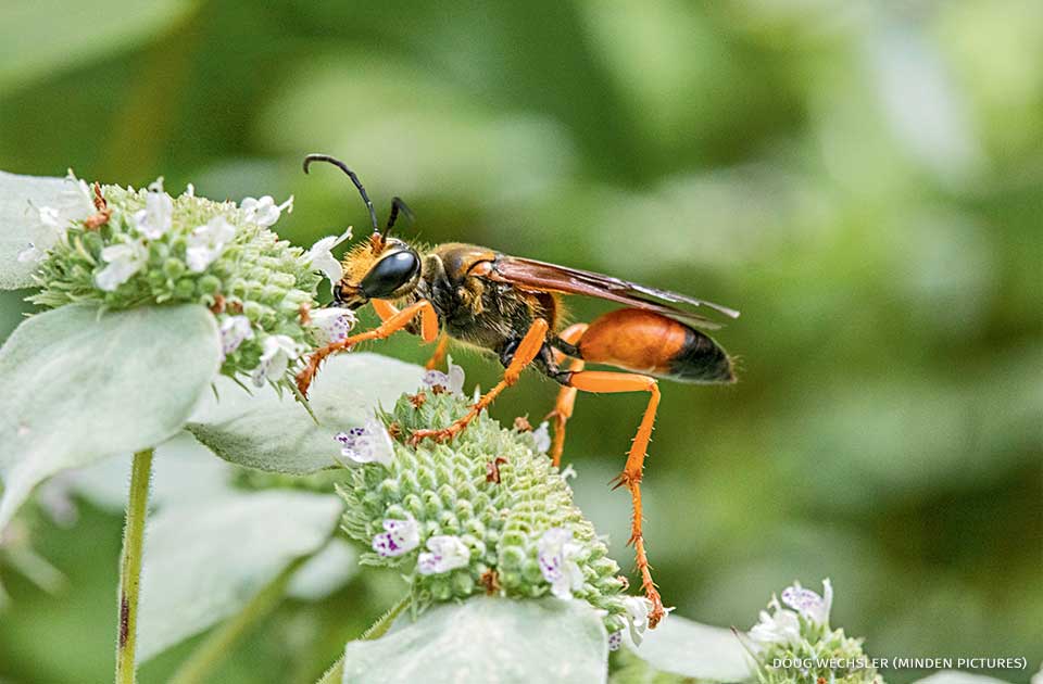 An image of a great golden digger wasp resting on a mountain mint flower.