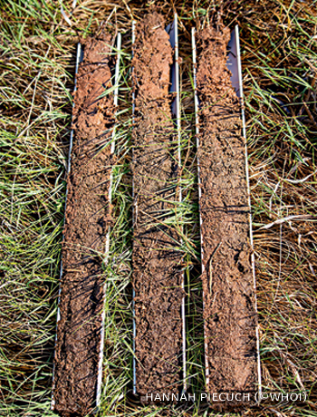 An image of cored salt marsh peat samples.