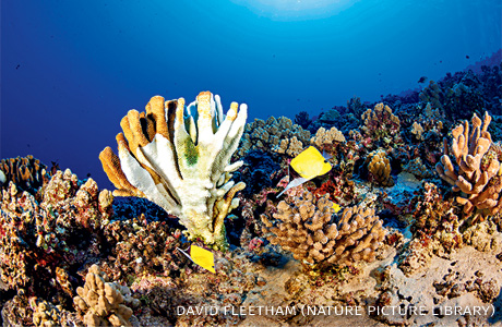 An image of coral bleaching on a stand of Antler coral.