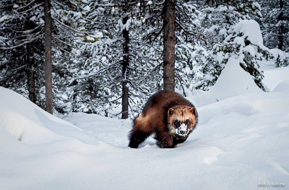 An image of a wolverine.