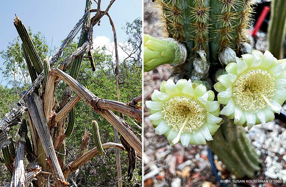 A collage of images that show remaining Pilosocereus millspaughii and Pilosocereus millspaughii in bloom.