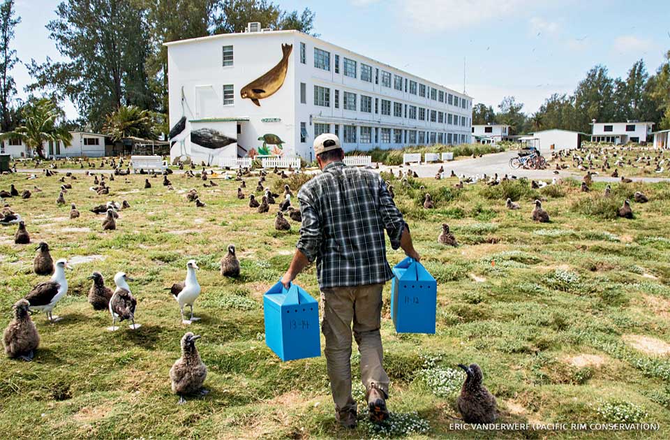 An image of a person collecting Bonin Petrel chicks on Radar Field.