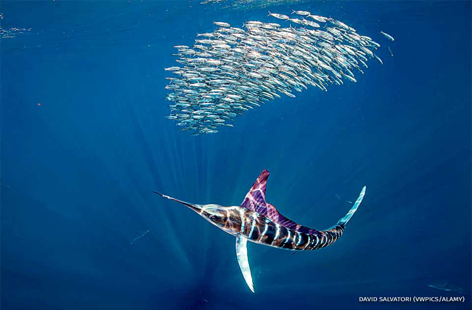 An image of a striped marlin chasing a ball of mackerel fish.