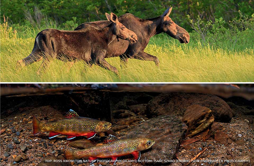 A collage containing images of two cow moose walking in synchronization and brook trout in the tributary of the Little River.