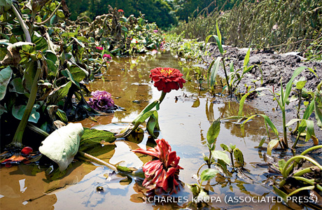 An image of a zinnia flower stem rising nearly undamaged from the flood waters.