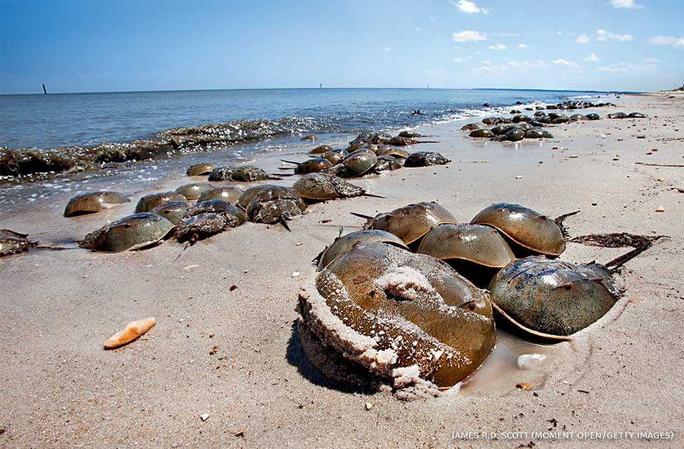 An image of a large female horseshoe crab being pursued by a group of smaller male crabs.
