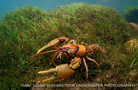 An image of a Coosa crayfish.