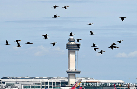 An image of double-crested cormorants flying at JFK Airport.