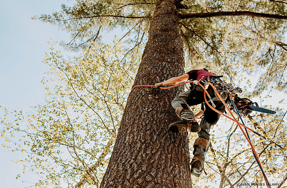 An image of an arborist using a rope to climb a white pine tree.