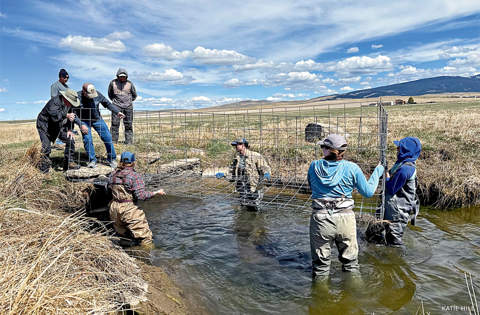 An image of volunteers and NWF employees lowering an exclusion fence into Ross Fork Creek.