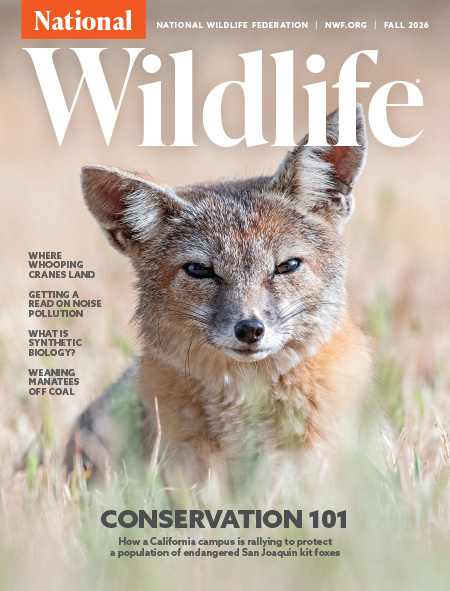 The front cover of National Wildlife's Fall issue containing text and an image of a San Joaquin kit fox.