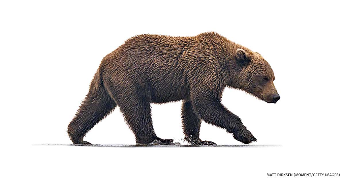 An image of an Alaskan coastal brown bear.