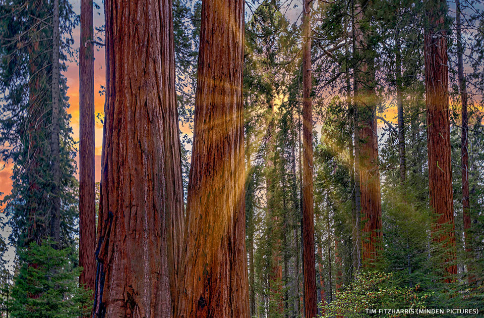 An image of a giant sequoia forest during sunrise.