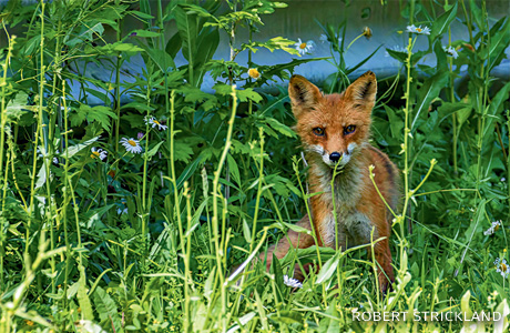 An image of a red fox.