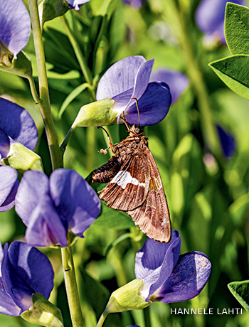 An image of a silver-spotted skipper butterfly on false blue indigo.