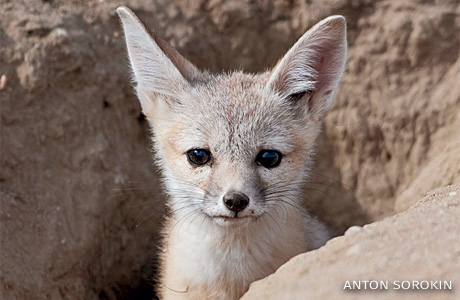 An image of a young kit fox emerging from inside its den.