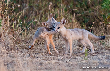 An image of fox kits play-fighting outside the den.