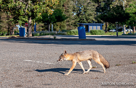 An image of a kit fox on campus looking for scraps of food.
