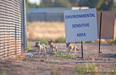 An image of a sign marking a fox kit den and fox kits playing in the background.
