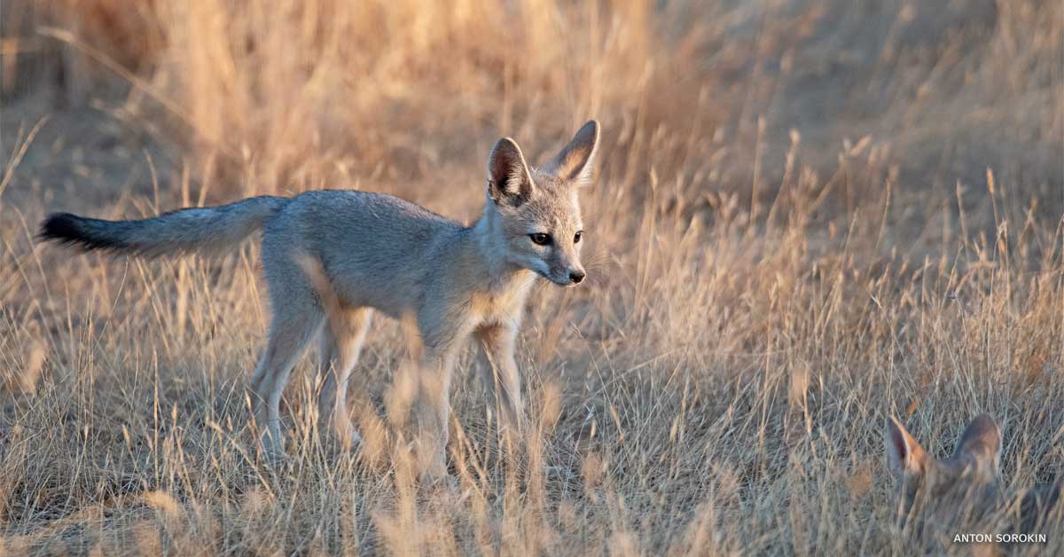 An image of young kit fox exploring a grassy field.