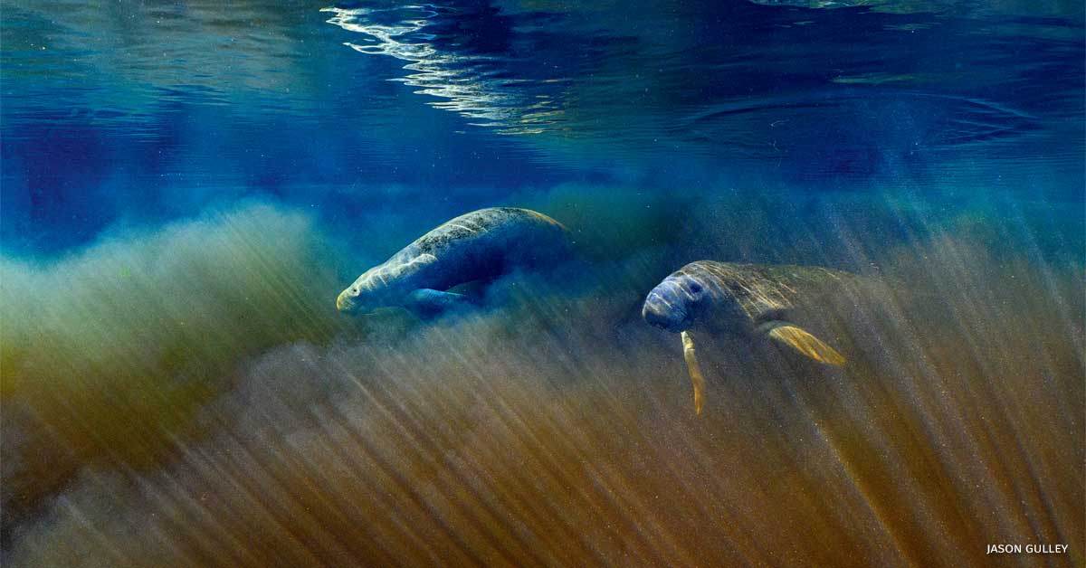 An image of a pair of Florida manatees migrating.