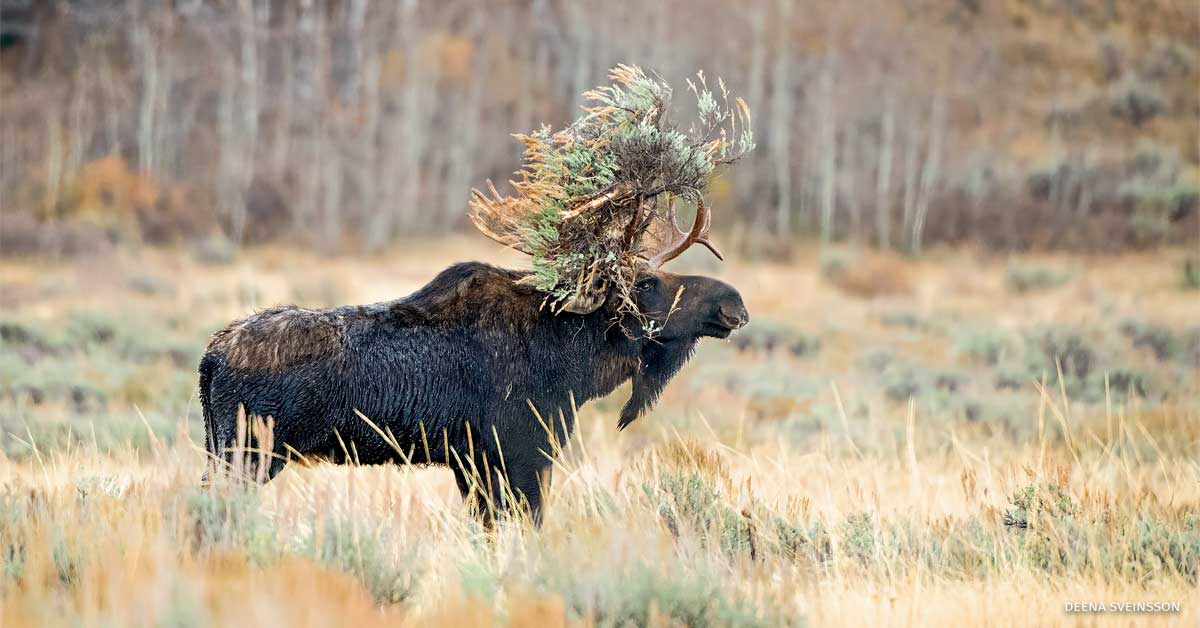 An image of a bull moose.
