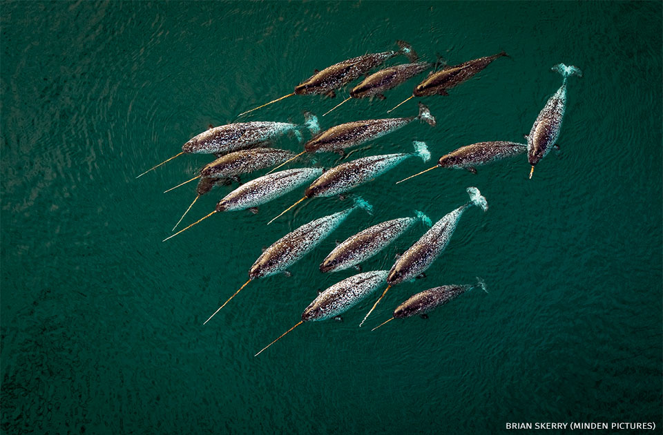 An image of narwhals.