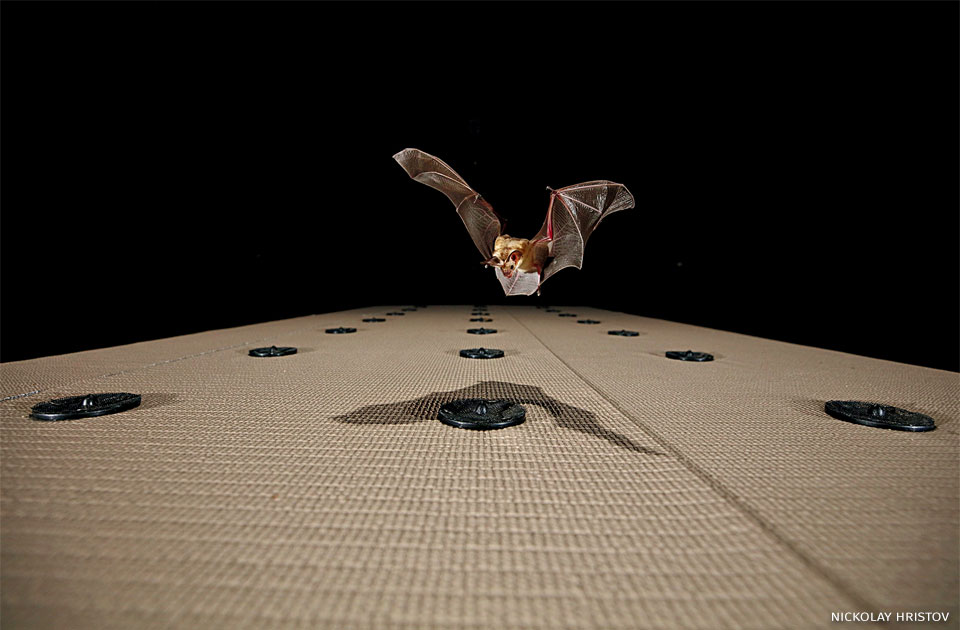 An image of a trained pallid bat in the lab, honing in on a faint sound from an array of speakers.