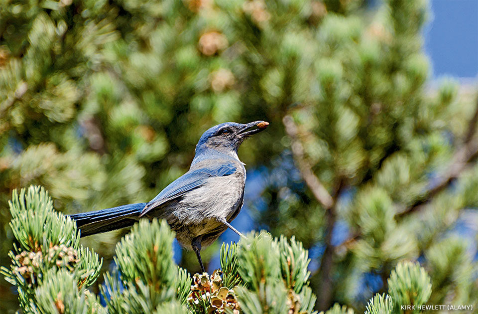 An image of a Woodhouse's scrub-jay with a seed in its beak.