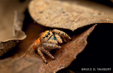 An image of a jumping spider.
