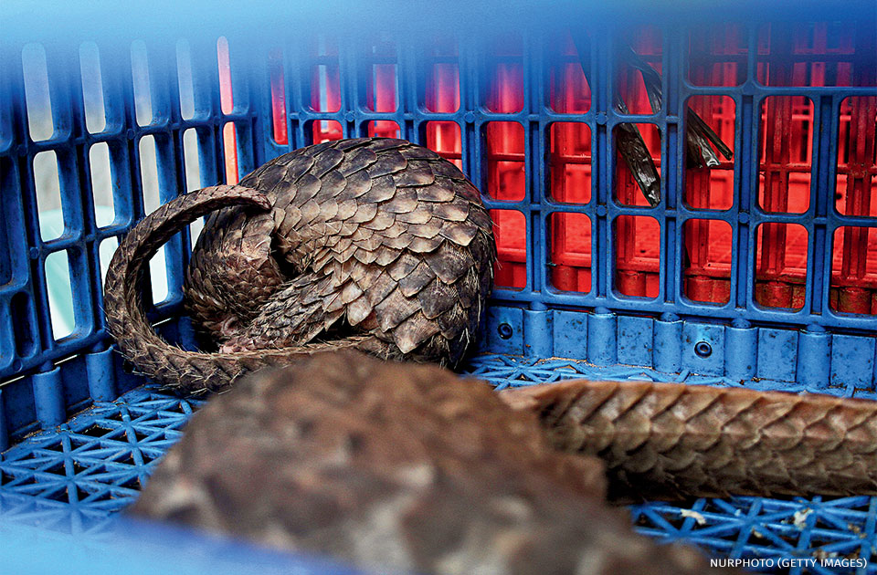An image of pangolins in a box.