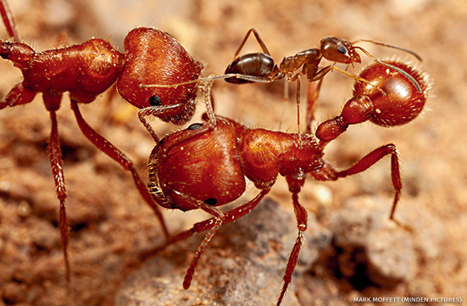 An image of red harvester ants with another ant.
