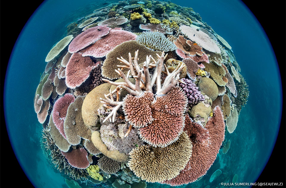 An image of hard corals within the Great Barrier Reef.